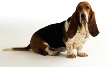 Min vän Orvar (Basset hound)