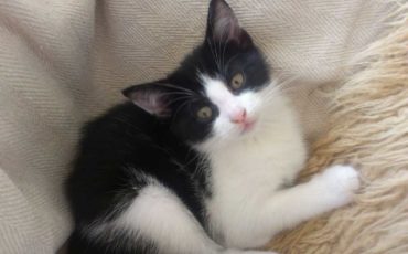 Kattunge
