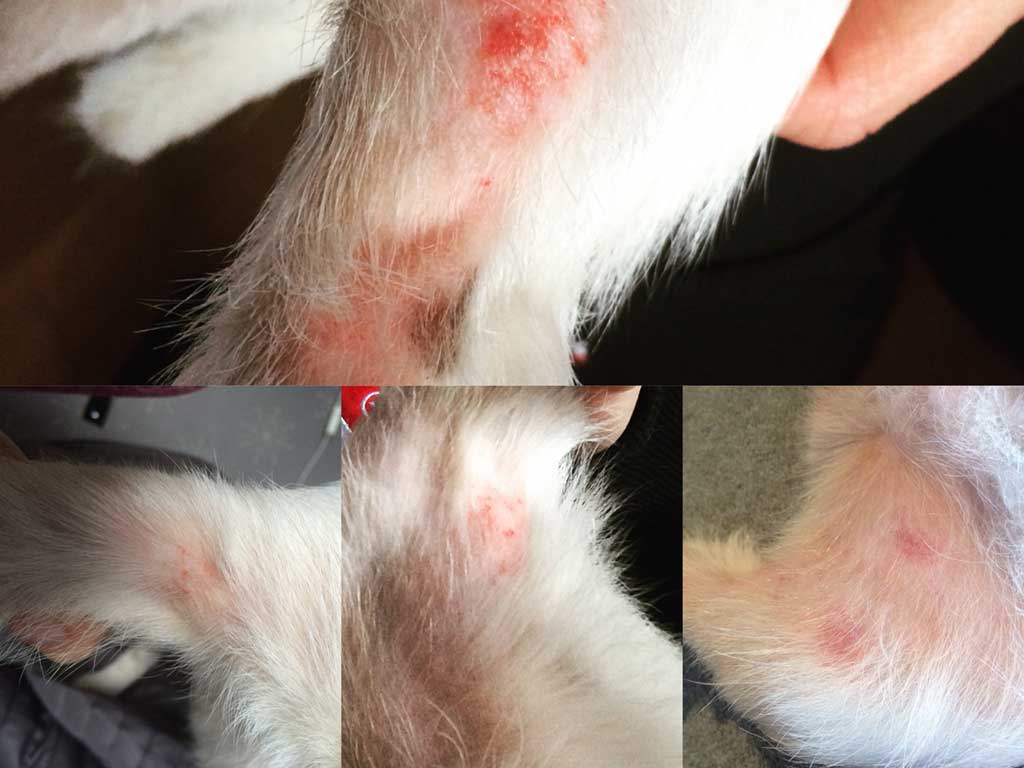 mjällkvalster katt behandling mjällkvalster katt behandling